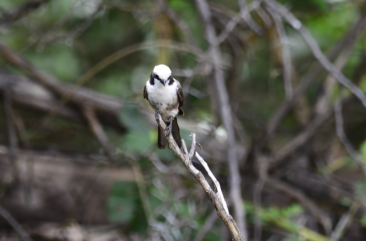 White-rumped Helmet-shrike; Northern White-crowned Shrike