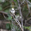 White-rumped Helmet-shrike; Northern White-crowned Shrike
