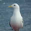 Black-legged Kittiwake