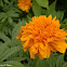 African marigold