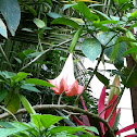 Angel Trumpet