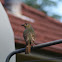 Satin bowerbird
