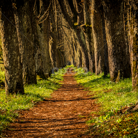 by Jadran Korać - Nature Up Close Trees & Bushes