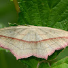 Blood vein moth