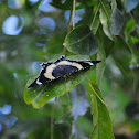 Queensland Day Moth