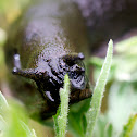 Black Slug