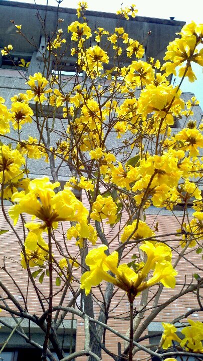 Tabebuia chrysantha