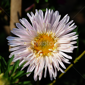 Chrysanthemum by Saptarshi Datta - Flowers Single Flower