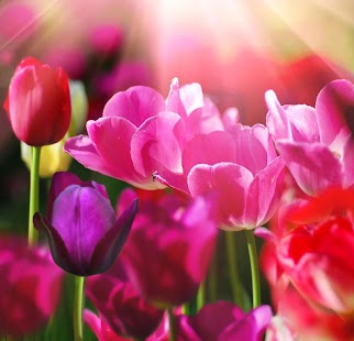 How to download Tulip spring flower wallpaper 1.1 apk for pc