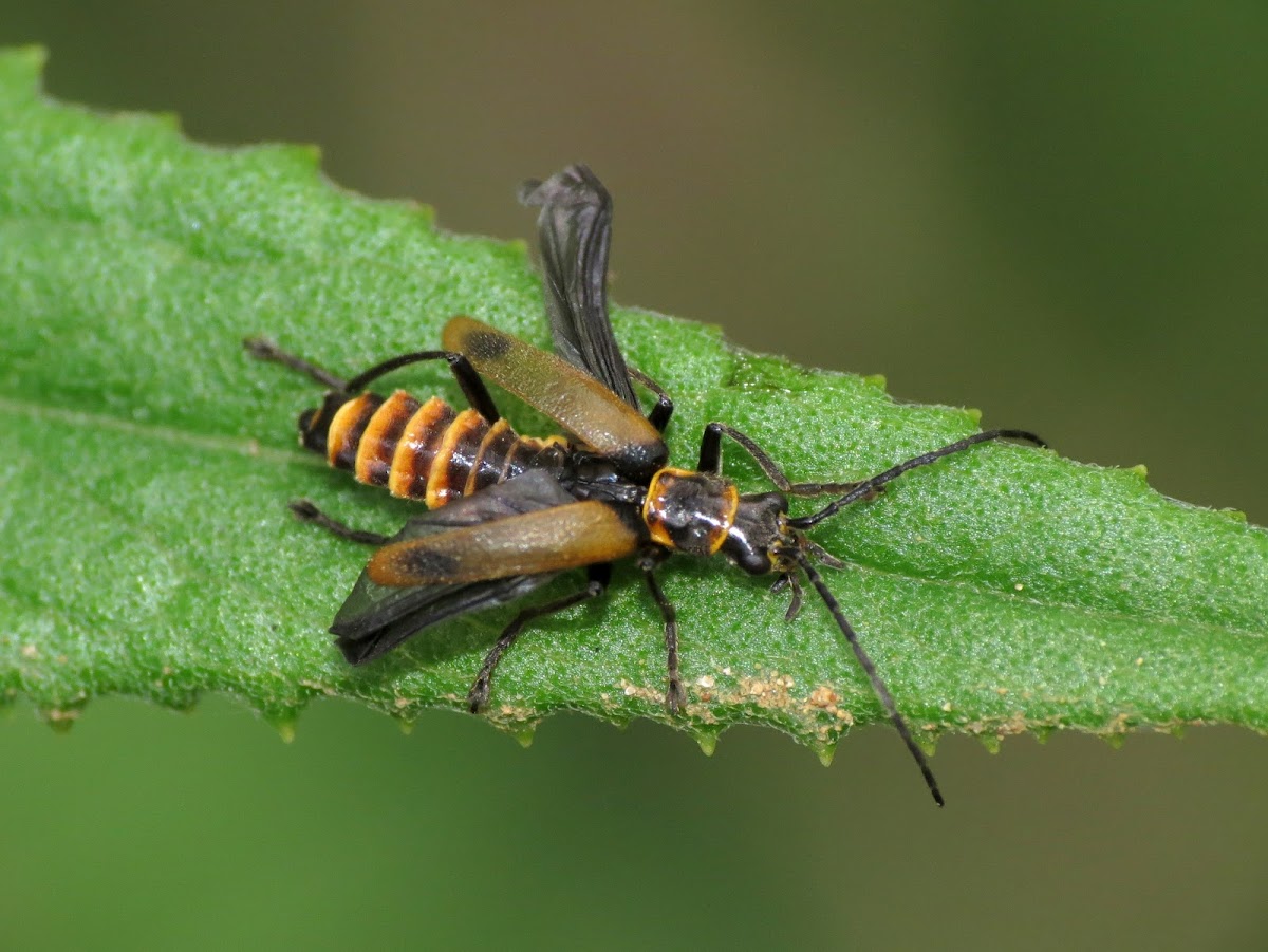 Yellow Soldier Beetle
