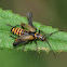 Yellow Soldier Beetle