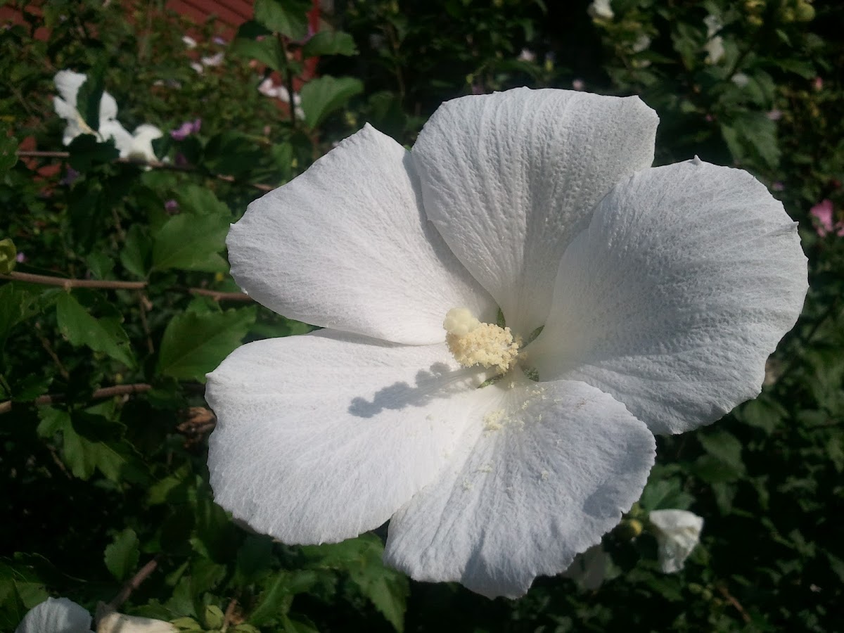 Rose of Sharon