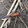 Common red soldier beetle