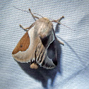 Skiff Moth