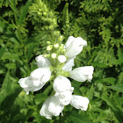 White obedient plant