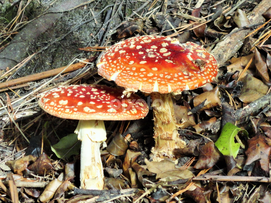 The Pair by Marion Metz - Nature Up Close Mushrooms & Fungi