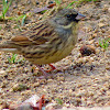 Black-faced Bunting