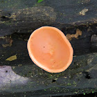 Orange cup fungus