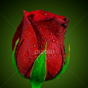 by Chandra Mouli Roy Chowdhury - Flowers Flower Buds