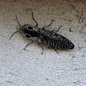 Eyed clicker beetle