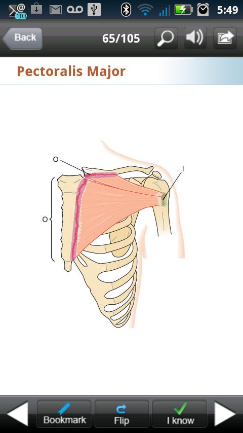 Kinesiology Flash Cards Screen 3