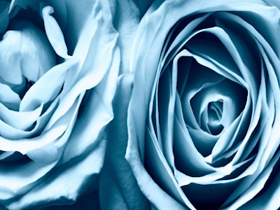 青薔薇 壁紙 iphone 高画質 268145-青薔薇 壁紙 iphone 高画質