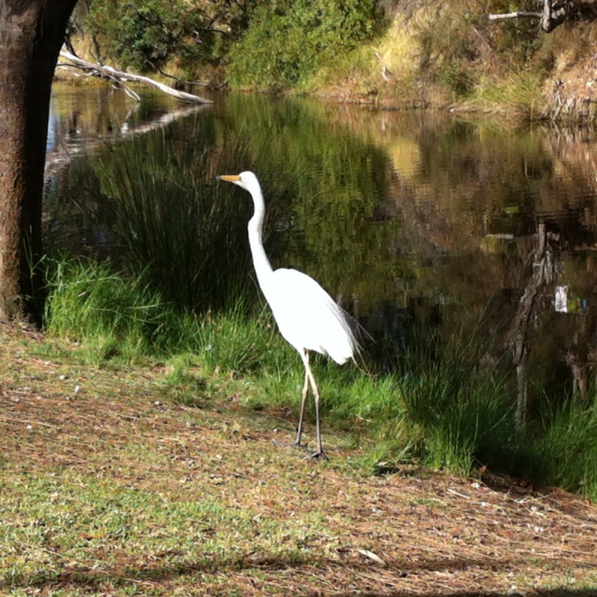 Eastern Great Egret