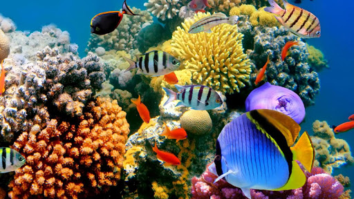 Undersea Aquarium world