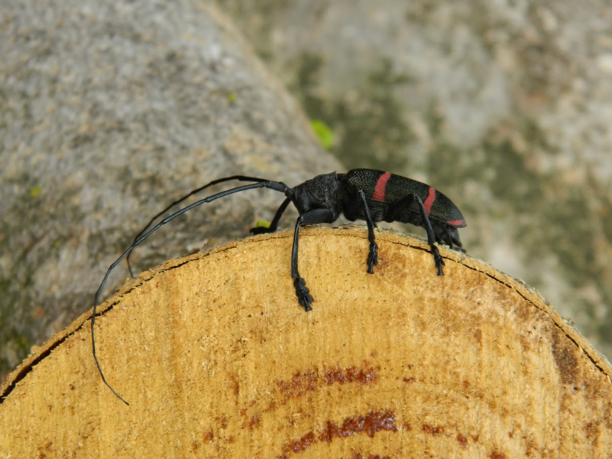 Pondo-Pondo Longhorn Beetle