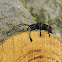 Pondo-Pondo Longhorn Beetle