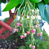 Strawberry Tree