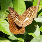 Mandinga Forester (female)