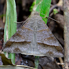 Small mocis moth