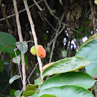 Rubber tree Fruit