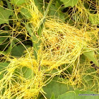 Dodder, Love Vine, Knot Weed, Strangleweed, Stranglevine, Angel’s Hair, Devil’s-Guts, Goldthread, Pull-Down, Devil’s Ringlet, Hellbind, Hairweed, Devil’s Hair, Hailweed, Tangle Gut, and Witches Shoelaces.