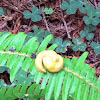 California Banana Slug