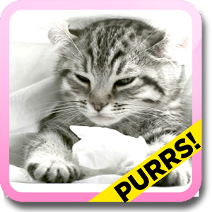 Purring Tiger kitten LWP.apk Purr