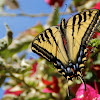 Hybrid Tiger Swallowtail (Female)