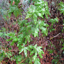 Distinctly Carolina Plants