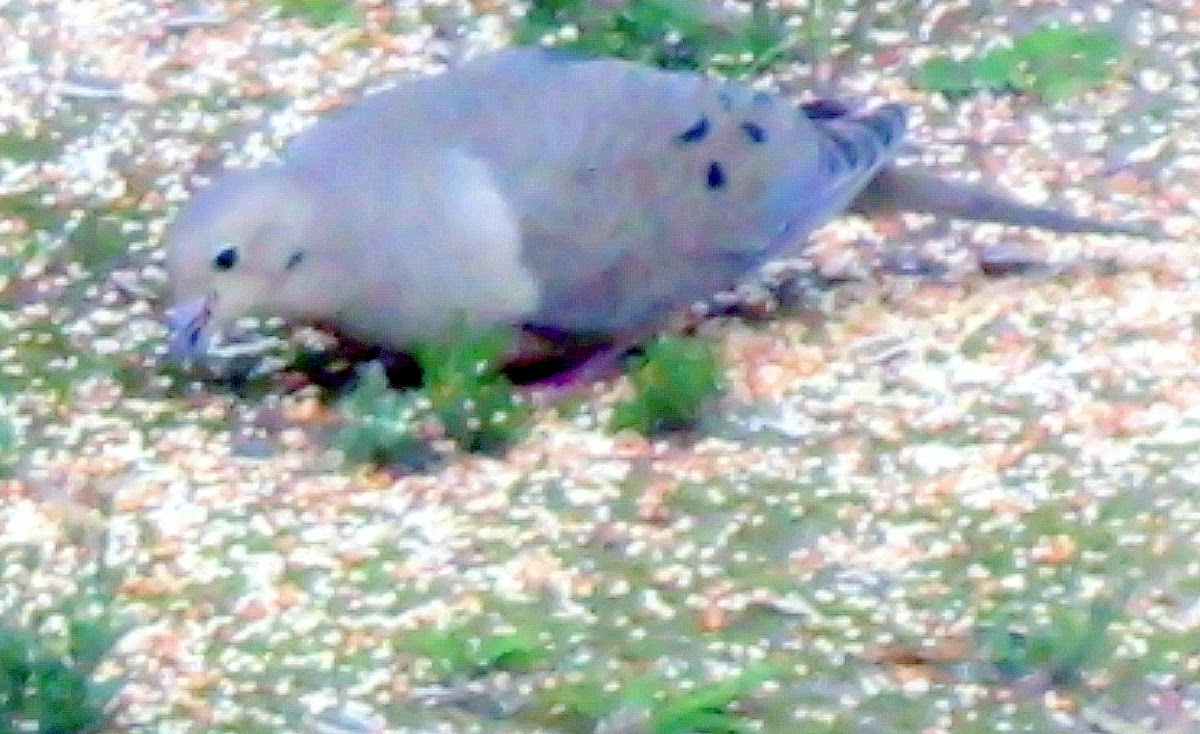 Mourning Dove