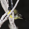 Lesser Goldfinch      male
