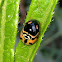 Six-spotted zigzag (male female and larva)