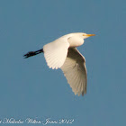 Cattle Egret; Garcilla Bueyera