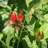 Wild Bergamot, or 