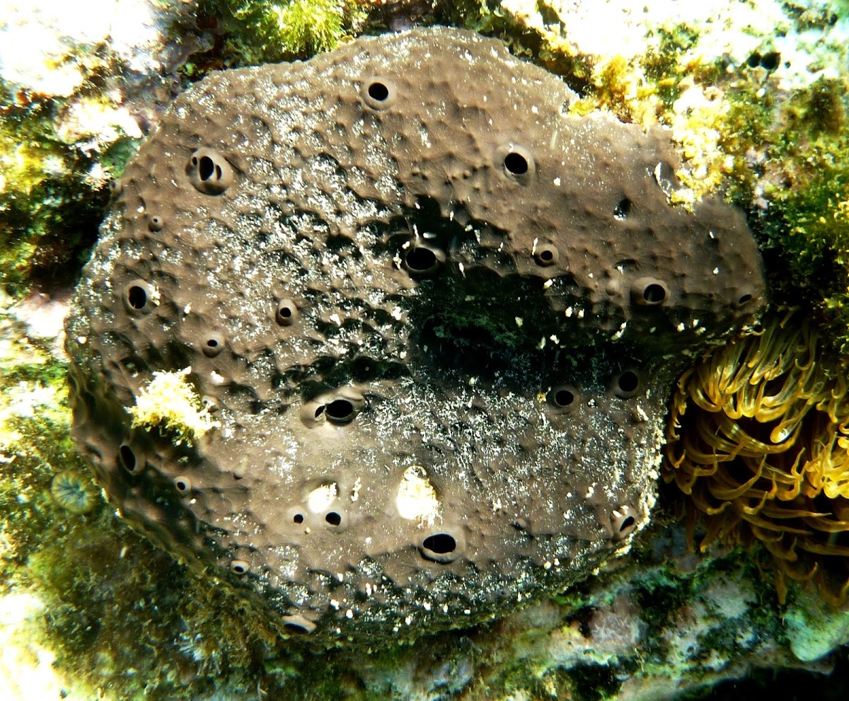 Sponge. Esponja negra