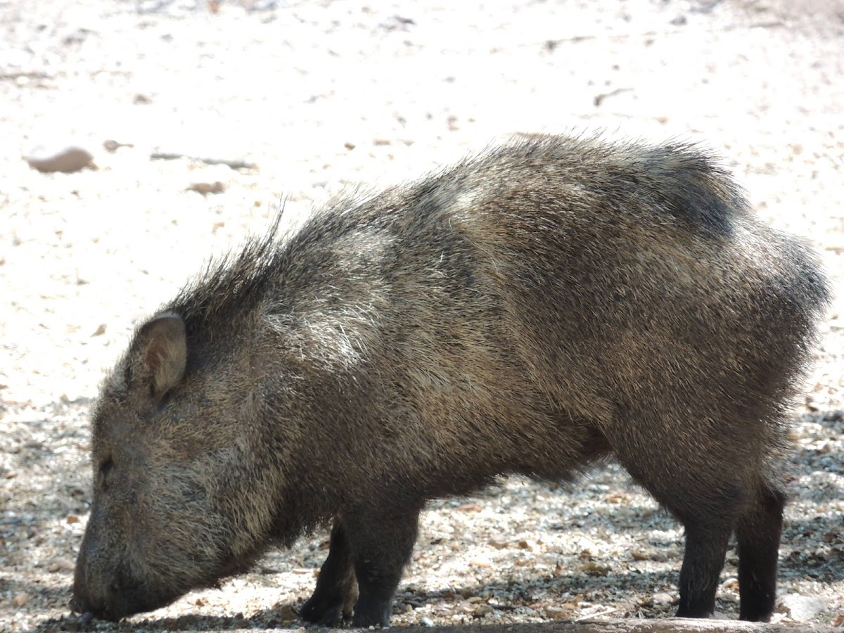 Collared peccary Javelina Hog Project Noah