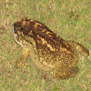 Asian common toad, black-spectacled toad