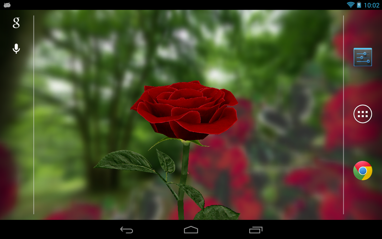 Игра проверь телефон розы. Живые обои розы. Обои на андроид розы. Живые обои на рабочий стол розы.