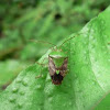 Giant Shield bug