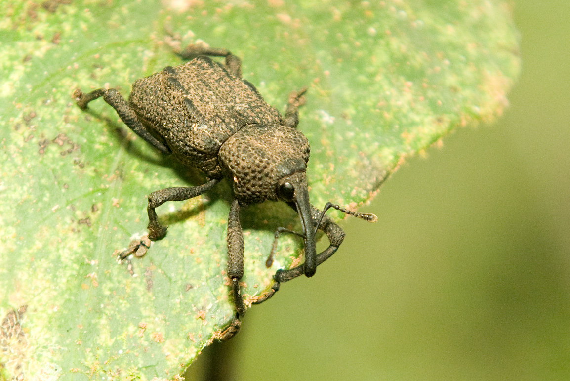 Long-snouted rainforest weevil